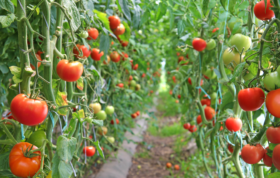 農(nóng)業(yè)溫濕度監(jiān)控：溫濕度測(cè)量?jī)x如何實(shí)現(xiàn)精準(zhǔn)種植與增產(chǎn)?